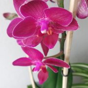 Pinkki orkidea